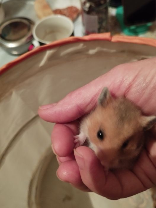 Домики,поилки,контейнеры для хомячков