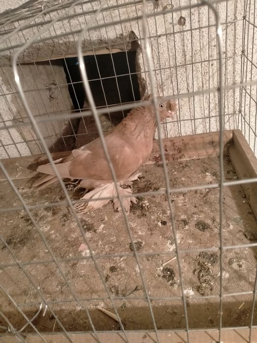 Продаётся жёлтая голубка