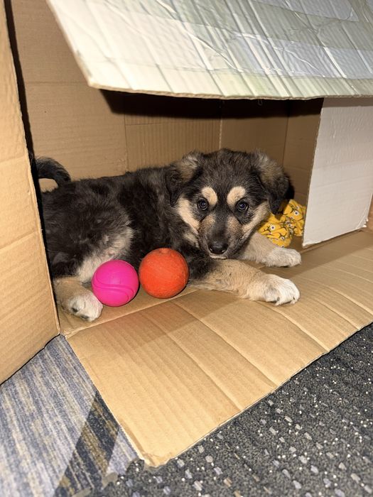 Ищем добрые руки