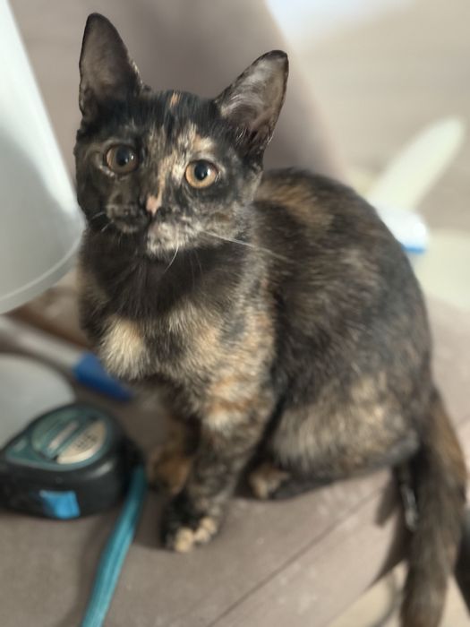 Котенок, девочка ищет дом