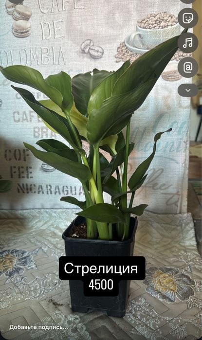 Комнатные цаеты для дома и офиса