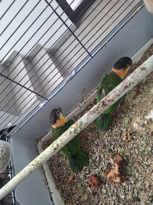 Papagali caique și aratinga jandaya