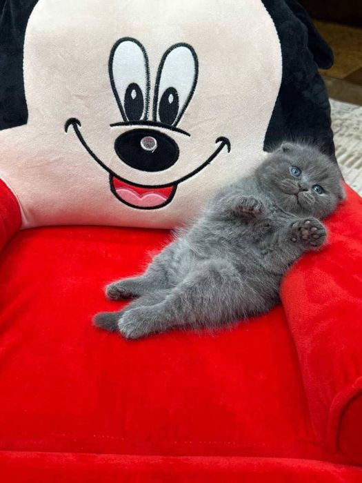 Mushuk (skottish fold)