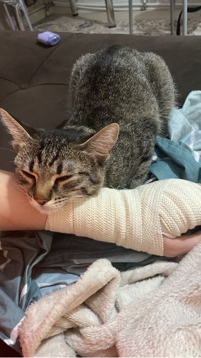 Отдам кошечку в добрые руки