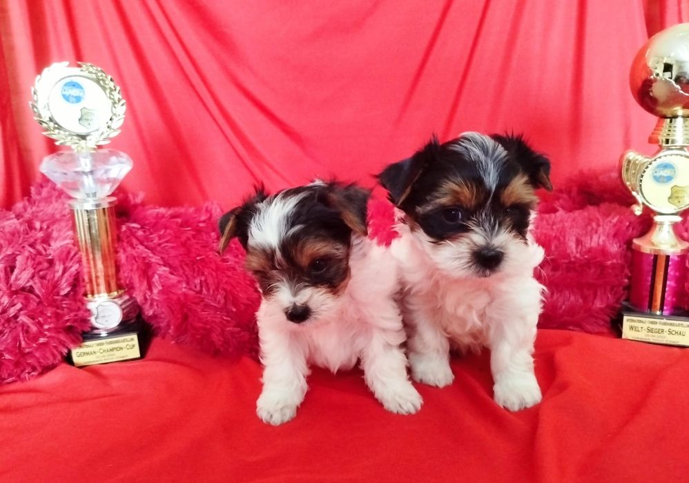 Очаровательные щенки бивера.