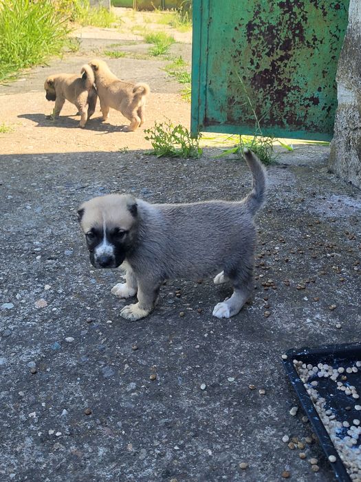 Малки кангалчета