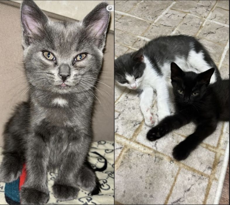 Отдам котят в добрые руки