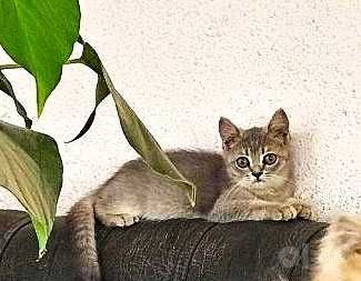 Кошка Шотландский , мушук шотланд 6 месяцев