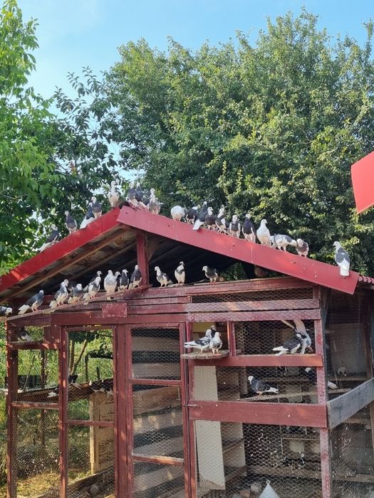 Birmigham rolleri porumbei