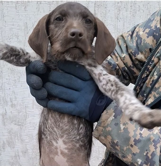 Продам суку Дратхаар