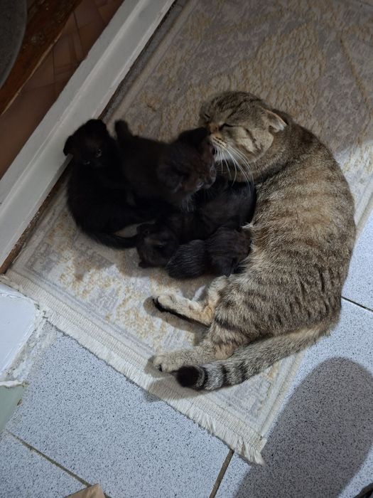 Котята 1 месяц 10 дней