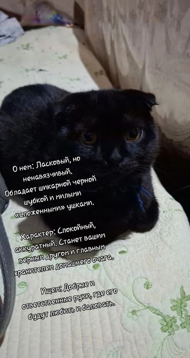 Срочно Ищем семью для этого статного парня.