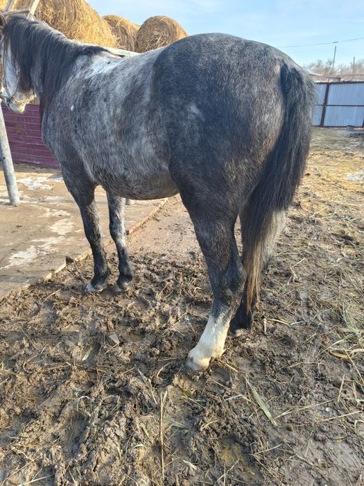 Жылқы сатылады, соғым