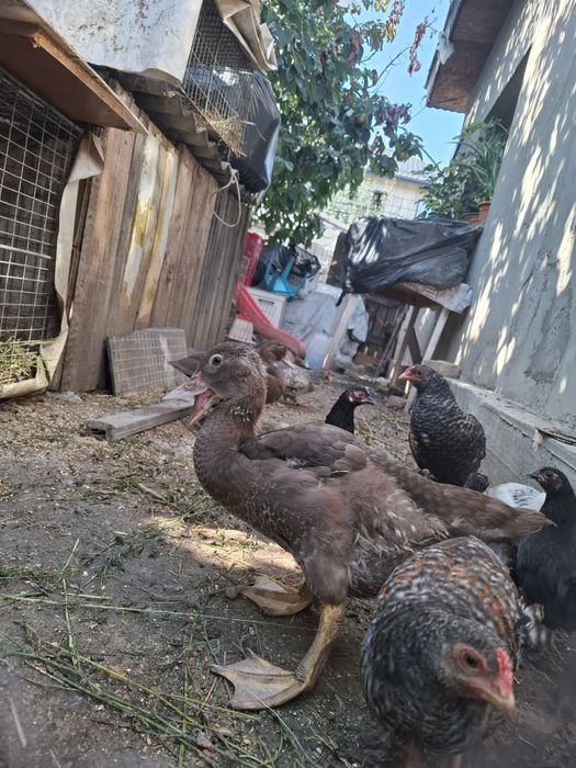 Vindem pui de rață