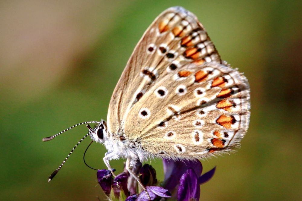 Sigma 180mm Apo Macro EX 3.5 обектив за Canon