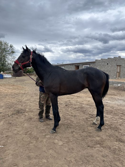 Продается производитель