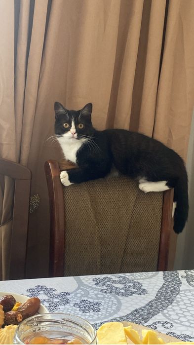 Отдам кошечку Хильду