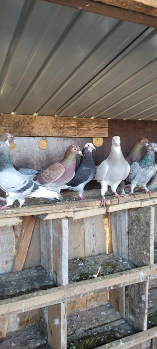 Porumbei vind sau schimb