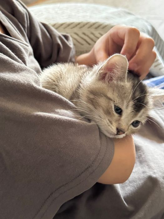 Отдам кошку в добрые руки