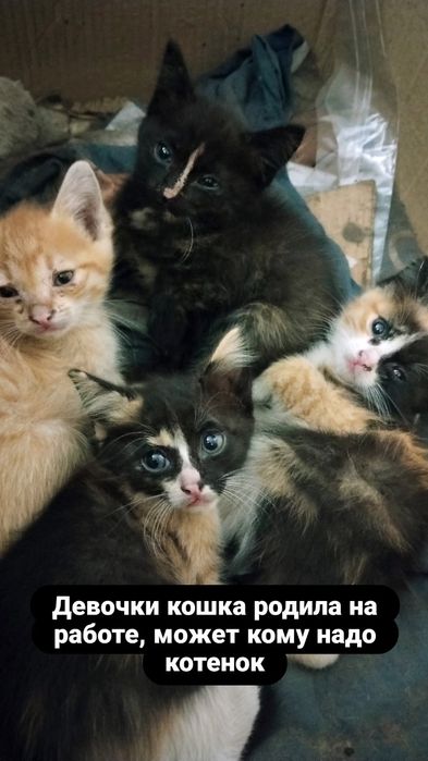 Котята крысыловы