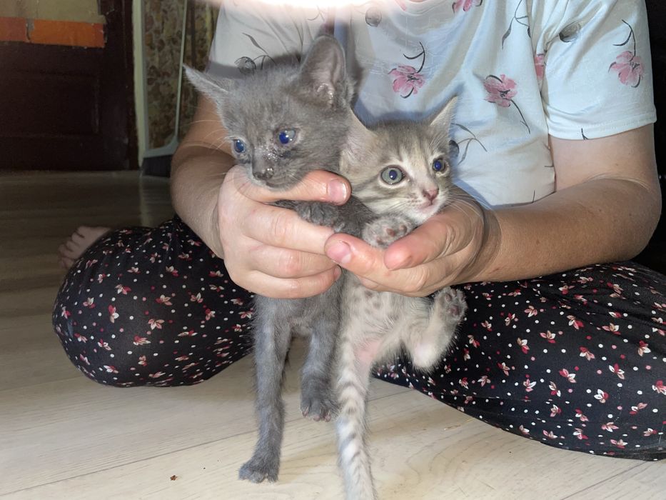 Отдам котят в добрые руки!