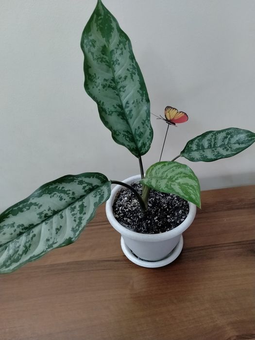 Продам аглаонему