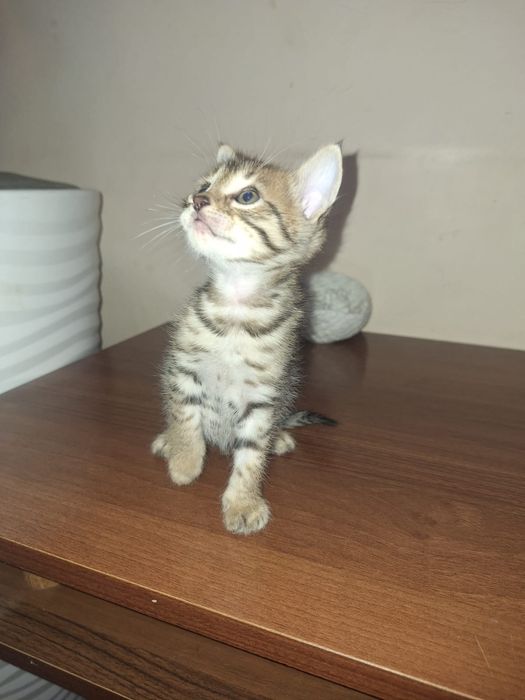 Котята  Бенгальские