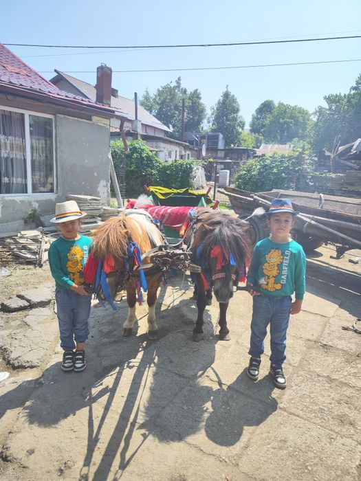 Vând ponei cu căruța