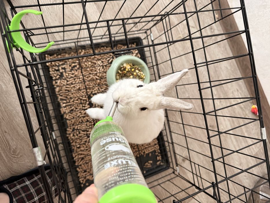 Кролик белый, декоративный