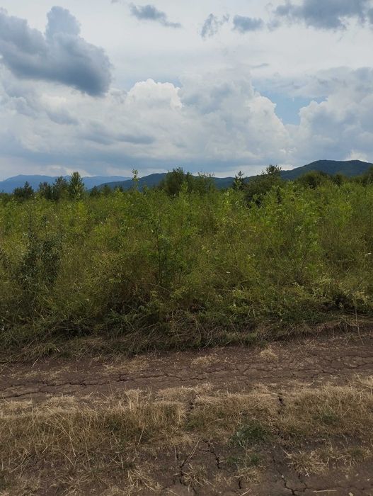 Продава се Парцел в Банкя - 1572 кв.м за 172 €/кв.м - Снимка #3