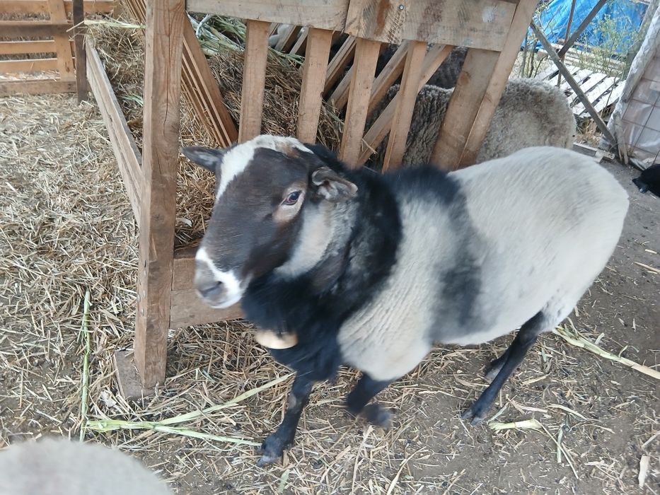 Berbec Romnav și doua mielute!