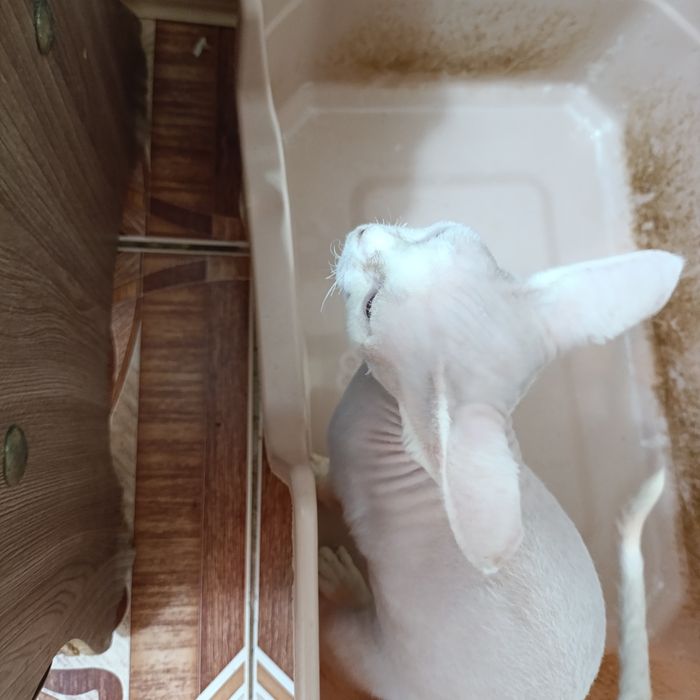 Котята девон рекс