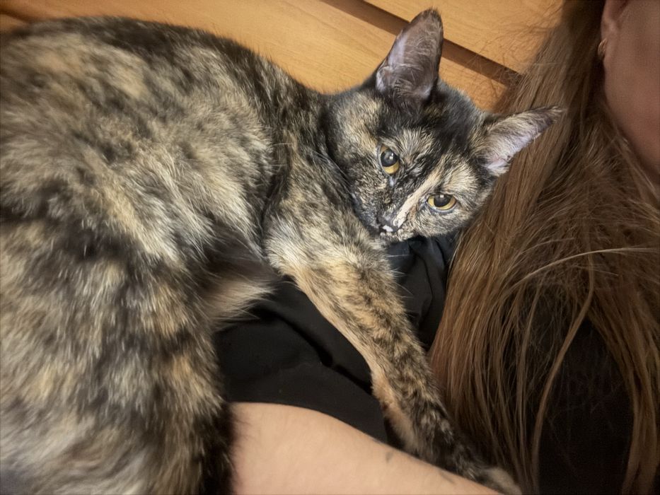 Отдам бесплатно кошечку