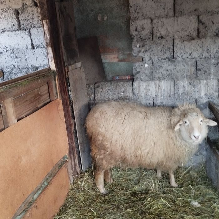 Продам баранов - 1 год 10 месяцев