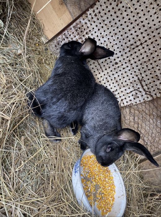 Dau la schimb ieburi, masculi/femele pe gaini