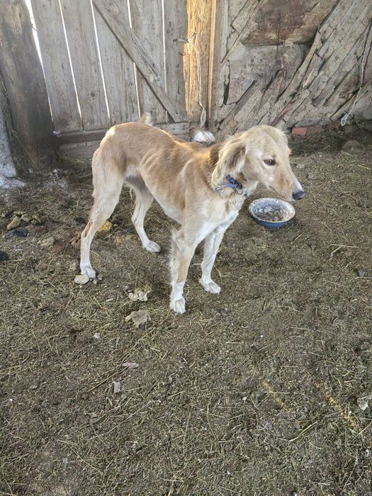 Тазы рабочий ургашы