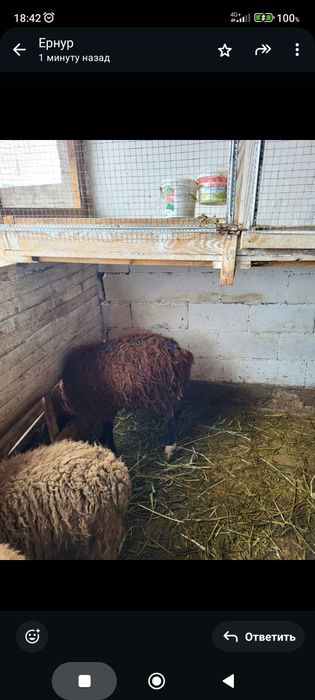 Сатамын токтылар 75000 нан