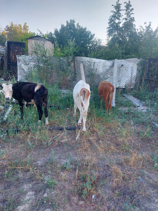 Ассаляму алекум продам бычков