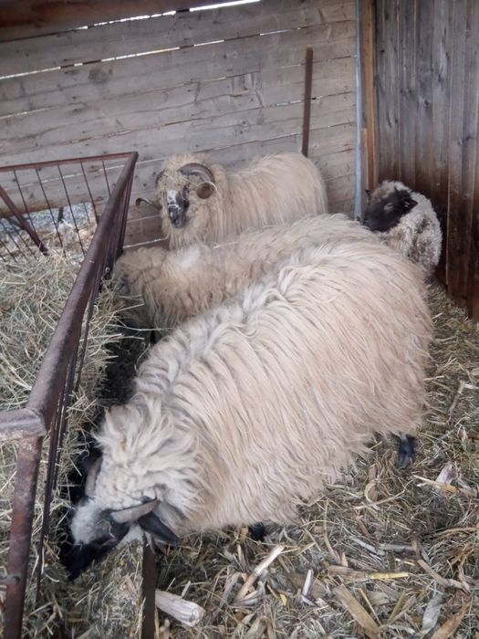 Vând 2oi si un berbec