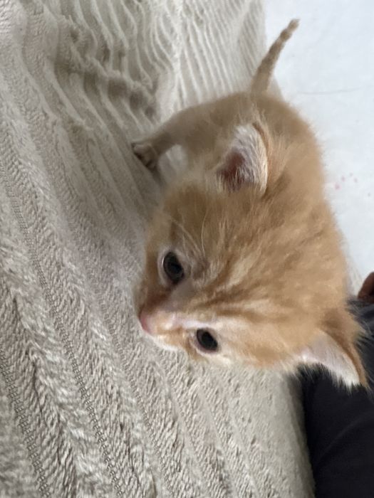 Отдам котенка даром , мальчик