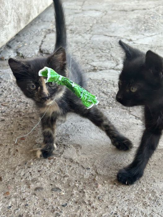 Котята почти 3 месяца мальчик и девочка