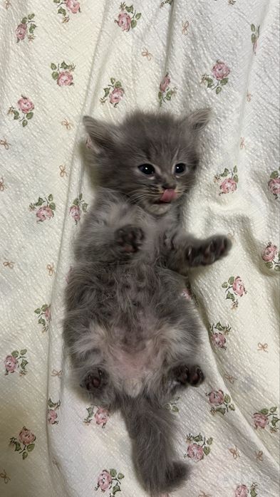 Котенок продается