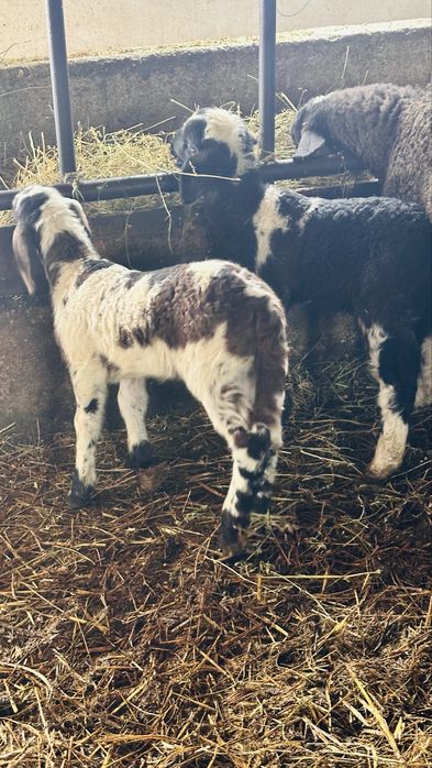 Oi carabase sarbesti