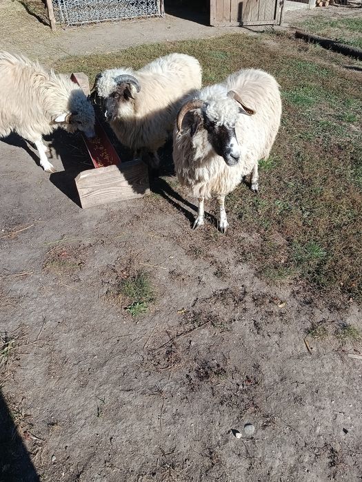 Vând două oi și un berbec
