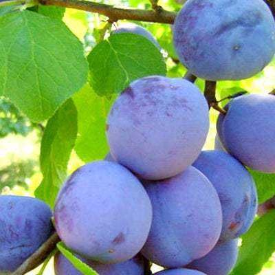 Prune Centenar de vanzare