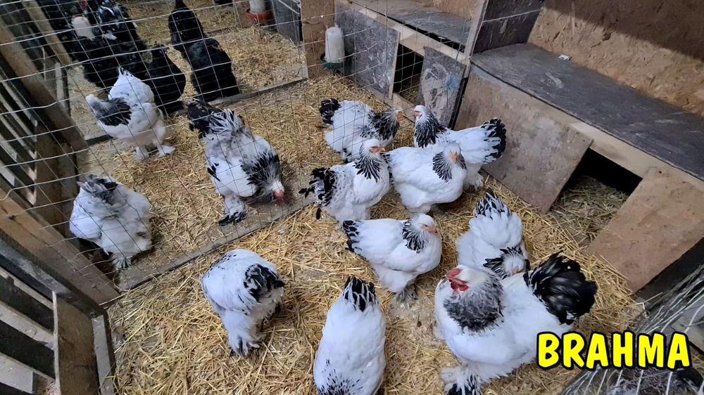 Oua incubat din păsări atent selecționate