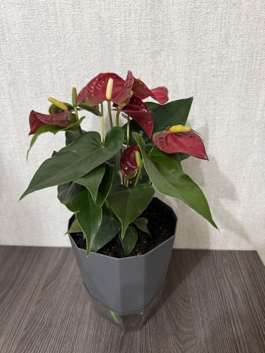 Антуриум 8000 тг