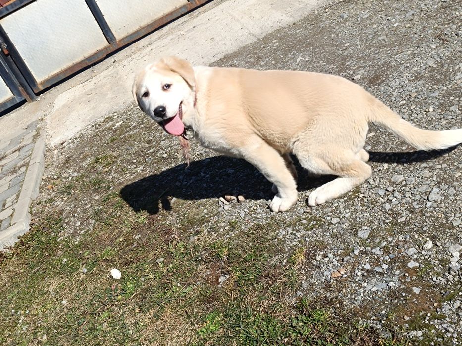 Asia centrala 3 luni