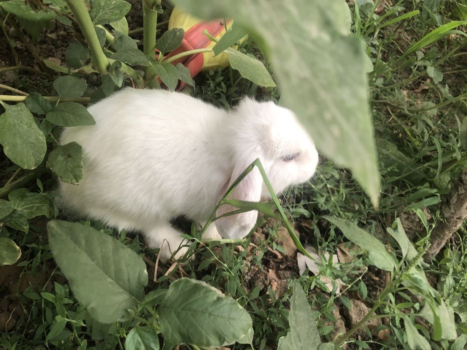 Декаратив карлик қуён сотилади