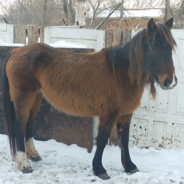 Жеребая кобыла 6лет 700 торг